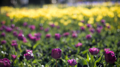 Flowers Plants tulip nature