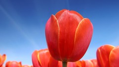 Flowers Plants tulips Netherlands