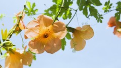 Flowers Plants vines Trumpet vine