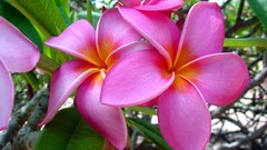 Flowers plumeria