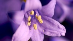 Flowers pollen purple flowers
