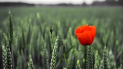 Flowers Poppies