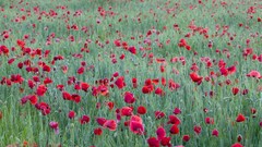 Flowers Poppies