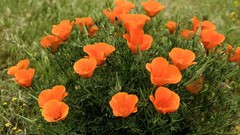 Flowers Poppies California Los Angeles roadside