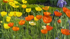 Flowers Poppies Irises iceland