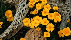 Flowers Poppies Oregon Mexican National