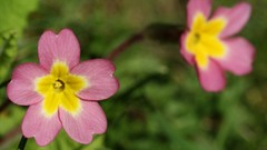 Flowers Primula (Shuffle!)