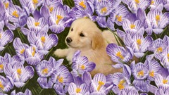 Flowers Puppies purple flowers golden retriever