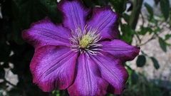 Flowers purple flowers