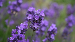 Flowers purple flowers