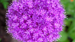 Flowers purple flowers allium