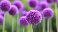 Flowers purple flowers allium