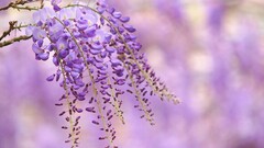 Flowers purple flowers depth of field nature wisteria Plants