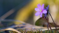 Flowers purple flowers ground violets