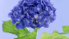 Flowers purple flowers hydrangea