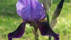 Flowers purple flowers Irises