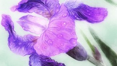 Flowers purple flowers Irises