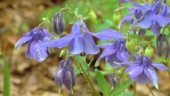 Flowers purple flowers Irises