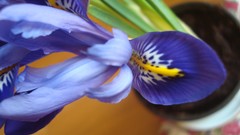 Flowers purple flowers Irises