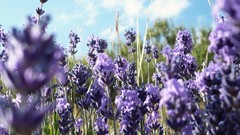 Flowers purple flowers lavender