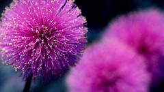 Flowers purple flowers mimosa