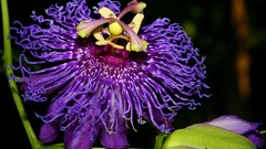 Flowers purple flowers passion flowers