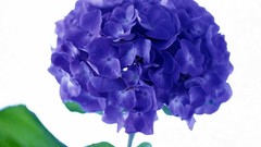 Flowers purple flowers violets