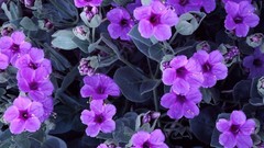 Flowers purple flowers violets