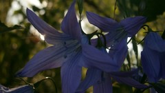 Flowers purple flowers violets