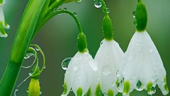 Flowers rain spring Garden snowdrops white flowers raindrops
