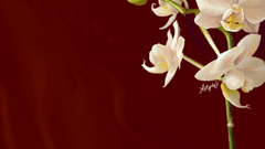 Flowers red background Orchids