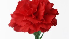 Flowers red flowers carnations