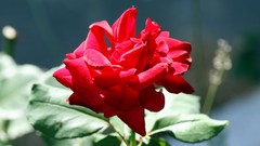 Flowers red roses Amin Peyrovi