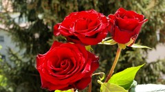 Flowers red roses Amin Peyrovi