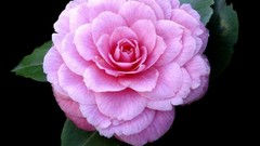 Flowers roses black background pink flowers pink roses