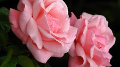 Flowers roses black background pink flowers pink roses