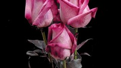 Flowers roses black background pink flowers pink roses