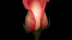 Flowers roses black background pink flowers variegated pink 