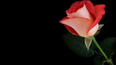 Flowers roses black background red rose red flowers