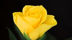 Flowers roses black background yellow flowers Yellow Rose
