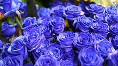 Flowers roses blue rose blue flowers