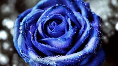 Flowers roses blue rose blue flowers selective coloring