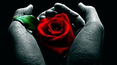 Flowers roses hands red rose red flowers