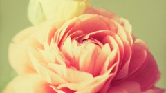 Flowers roses nostalgia