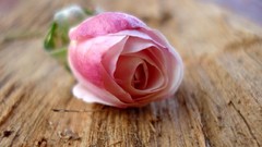 Flowers roses pink flowers pink roses