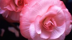 Flowers roses pink flowers pink roses