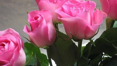 Flowers roses pink flowers pink roses