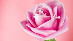 Flowers roses pink flowers pink roses