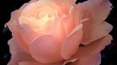 Flowers roses pink flowers pink roses