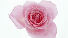 Flowers roses pink flowers pink roses